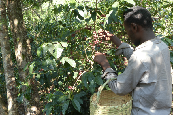 Gomma_Grade 3 - Nature - Bio - Forest coffee